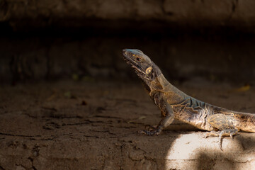Spiny-tailed iguana, native lizard from the desert of Mexico