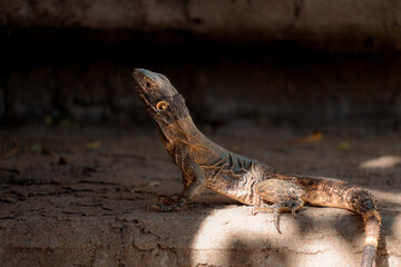 Spiny-tailed iguana, native lizard from the desert of Mexico