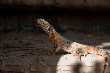 Spiny-tailed iguana, native lizard from the desert of Mexico