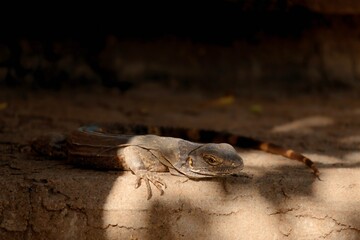Spiny-tailed iguana, big lizard from the desert of Sonora