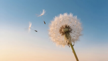 Flying Dandelion Seeds for a Hopeful, Dreamy, and Motivational Corporate Promotion