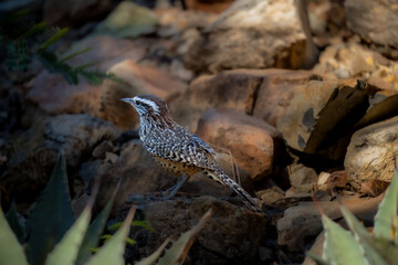 A cactus wren on the ground looking for seeds.