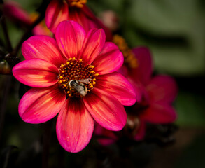 Bee on a Dahlia Flower (1)