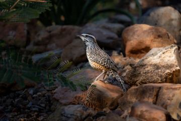 A close-up of a cactus wren in the Sonora Desert, surrounded by rocky terrain and flora, lateral view of the bird