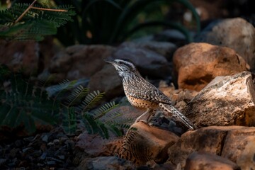Cactus Wren in the sonora desert