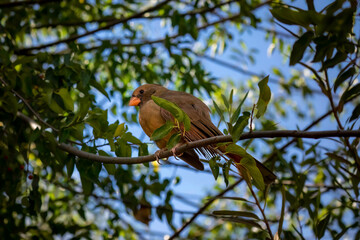A sick female cardinal perches on a tree branch in the desert