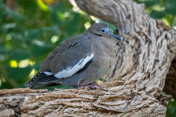 White-winged dove sitting on a branch, lateral view
