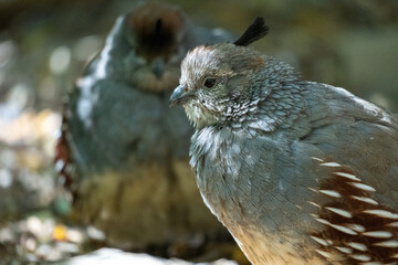 young female Gambel's quail in a lateral close-up view