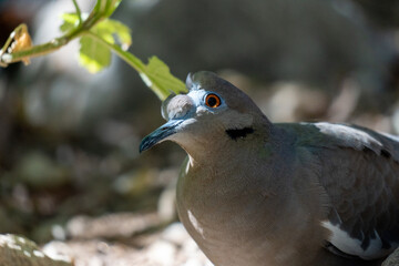 A white-winged dove with no feathers on its forehead, close up shot