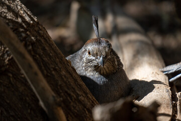 young male Gambel's quail in a close-up view, hiding behind a wood