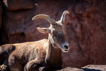 A Sierra Nevada bighorn sheep in the Rocky Mountains looking at the camera