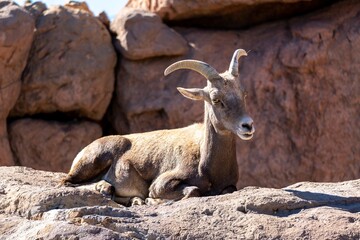 Sierra Nevada bighorn sheep at the rocky mountain