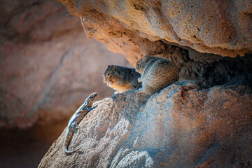 Squirrels and lizard looking at each other
in the Sonora Desert