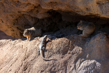 Squirrels and lizard looking at each other
in the Sonora Desert