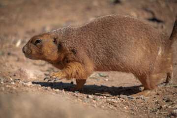 prairie dog is walking around the desert