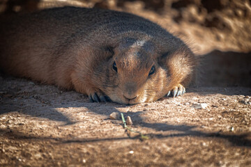 A prairie dog lying on the ground, with the shadow of a tree over it