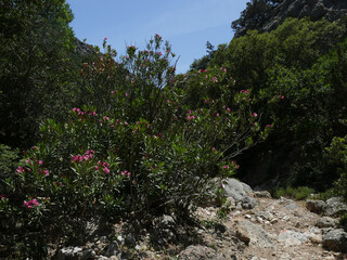 Beautiful pink oleander flowers growing along a rocky path in a mediterranean scrubland on a sunny day