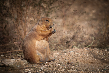 prairie dog eating in the desert
