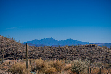 View of the Sonora Desert with mountain and saguaro cactus at midday