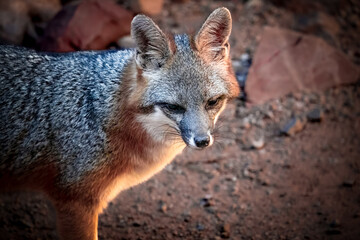 gray fox in the desert, looking at the camera