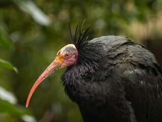 ibis chauve