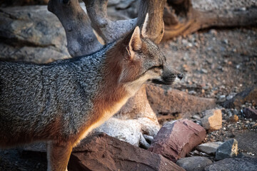 a lateral close-up of a grey fox in the desert