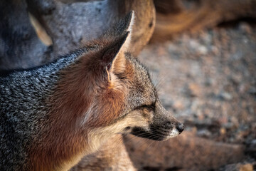 lateral close-up of the head of a grey fox in the desert