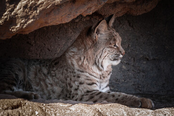 lateral close up of a bobcat resting in the desert on a rock
