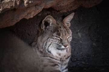 close up of a wildcat resting in a cave