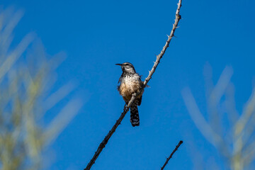 cactus wren bird perches on a spiny stem against a blue sky.