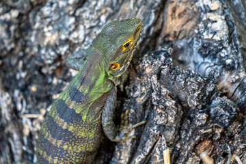 close up of a common green iguana over a rock