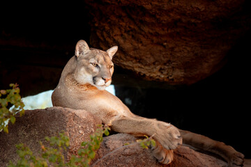 portrait of a female lion on a rock
