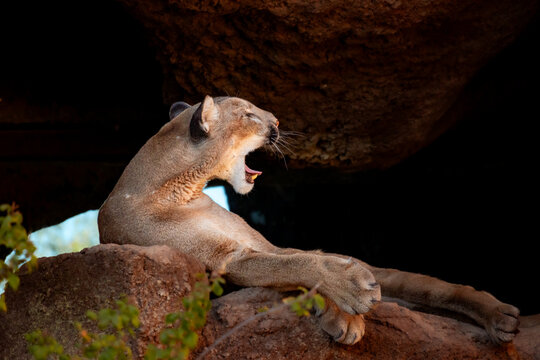 female lion yawning on a rock