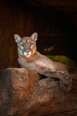 portrait of a female lion in a cave, seeing to the camera