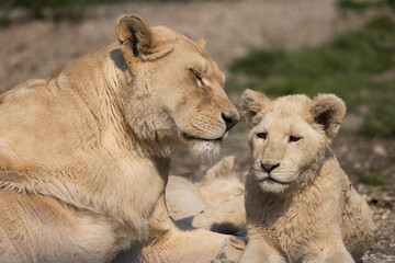 White Lioness and Cub, Panthera leo, Rare Lion.