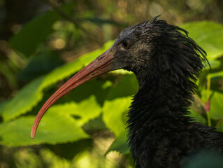 ibis chauve