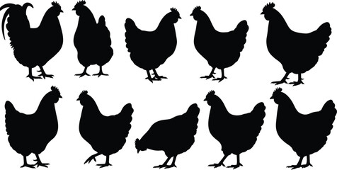 Black chicken silhouette collection, farm bird vector illustration, poultry animal design, rooster and hen shapes, agriculture clipart, livestock artwork, countryside.