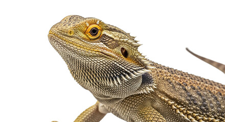 Obraz premium Bearded dragon lizard head close-up isolated on white background looking up.