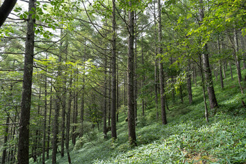 Obraz premium 八ヶ岳の森