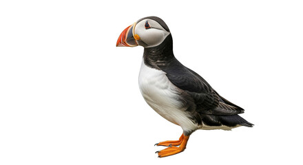 Obraz premium Atlantic puffin bird stands on a rock against a white background.