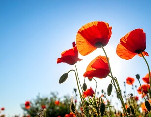 Obraz premium Vibrant poppies against a clear blue sky