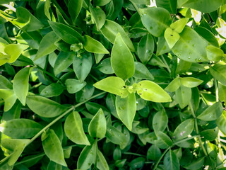 Tropical small leaf background at floor of Meratus Mountain Tropical Borneo Rainforest