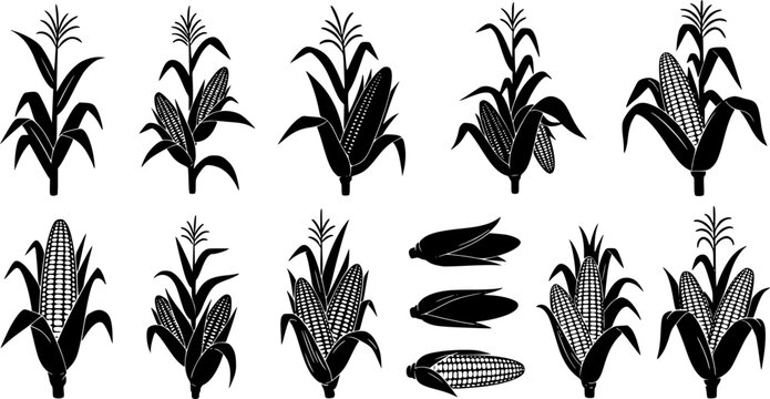 Corn stalk silhouette, Corn tree , corn, Corn stalk vector 