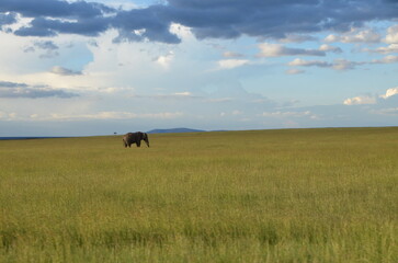 Lonely Elephant in the Maasai Mara