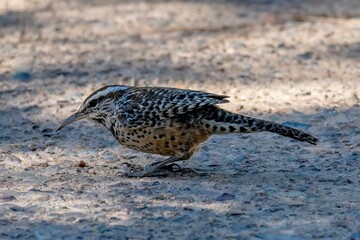 A cactus wren on the ground looking for seeds.