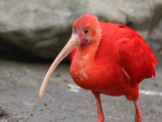 ibis rouge
