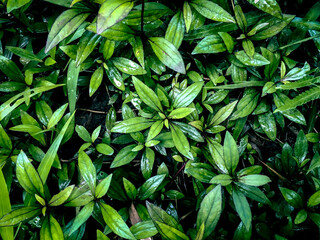 Tropical small leaf background at floor of Meratus Mountain Tropical Borneo Rainforest