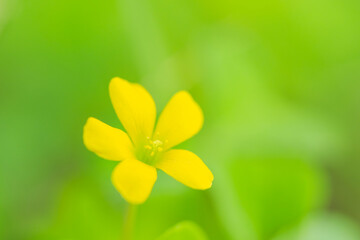 秋の森　カタバミの黄色の花05