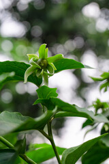 Obraz premium Macro shot of a fresh green tropical flower and leaves with smooth blurred background and natural daylight.