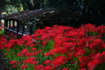 彼岸花の花畑